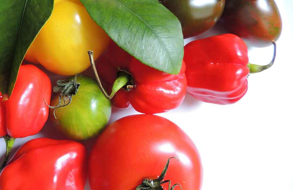 Šalša 1 – Ajvar 0
