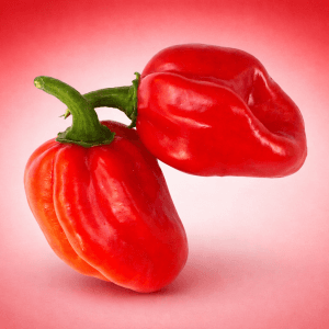 Red Savina Habanero