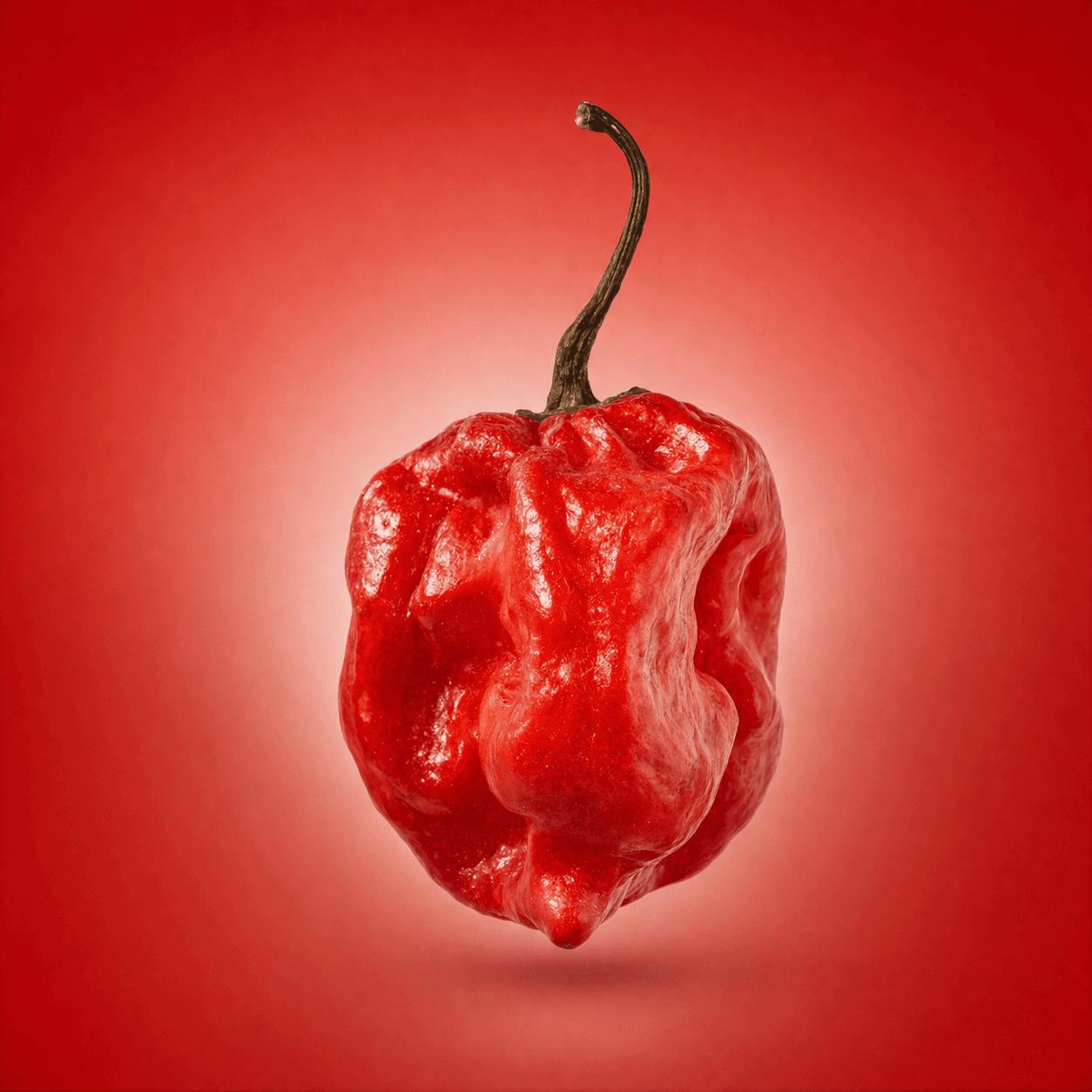 Scotch Bonnet