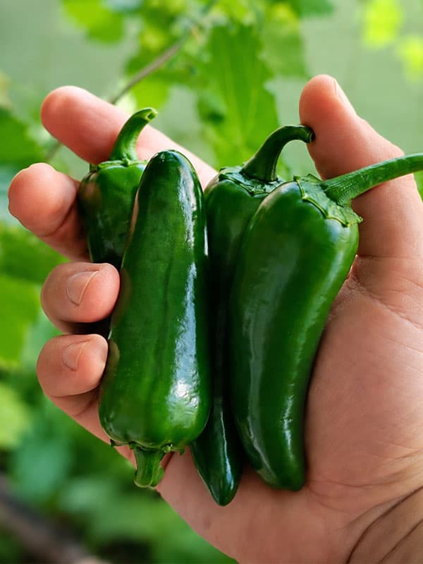 JALAPENO BIG – SVJEŽE CHILI PAPRIČICE