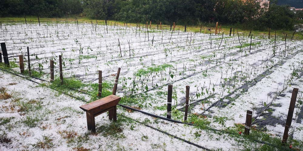 Tuča uništila nasade ljutih paprika