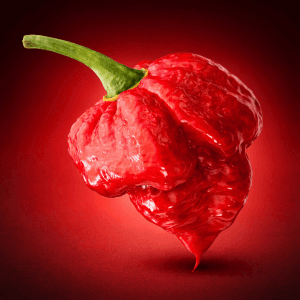 Trinidad Scorpion Butch T